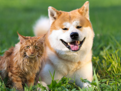 Animali domestici